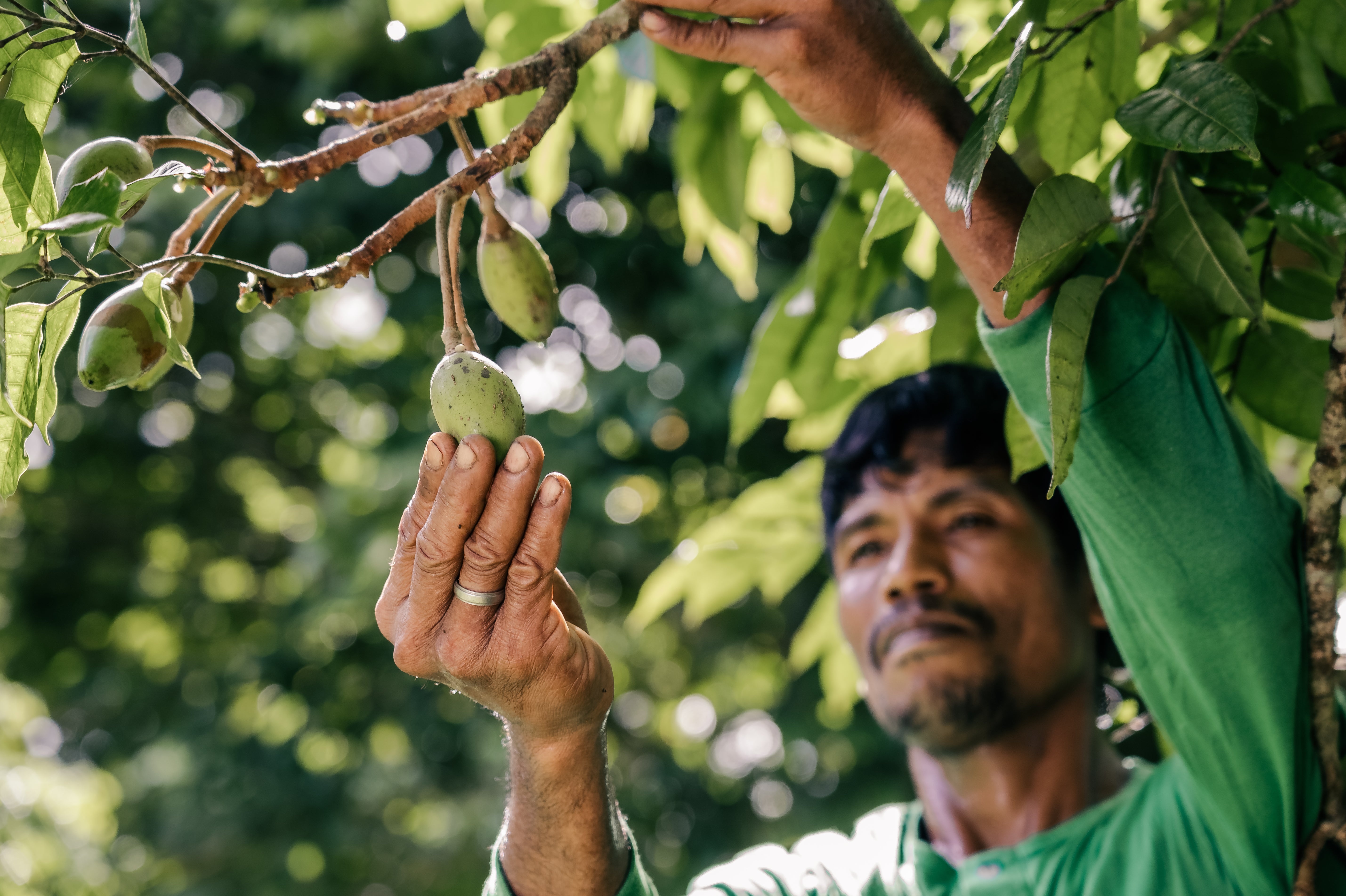 Farmer_handpicking_pili_fruit_from_pili_tree_Bicol_2024_1.jpg